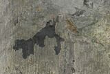 Pennsylvanian Horsetail (Calamites) Fossil - Kentucky #137711-2